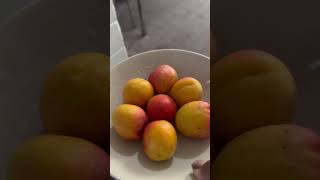 Delicious apricots Apricot ￼fruit healthyeating ￼shortfeeds yts [upl. by Annavaig]