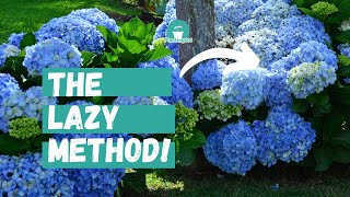 Beginners Guide to Hydrangea Care  Lazy Gardeners Guide to Hydrangeas [upl. by Samira]