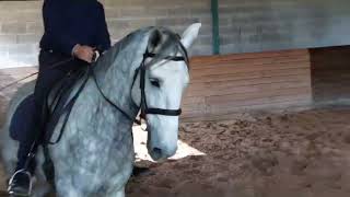 Orlof da Lagoalva  5yrs old Piro negative Lusitano Gelding for Sale [upl. by Eiramac]