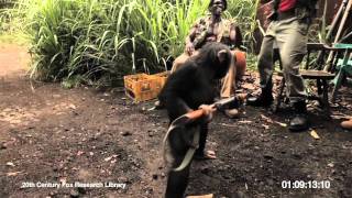 RISE OF THE PLANET OF THE APES  Viral Video Ape With AK47 [upl. by Wellesley]