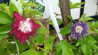 कृष्ण कमल या राखी बेल की देखभाल कैसे करें  Passion flower  Krishna kamal flower gardening plants [upl. by Marketa590]