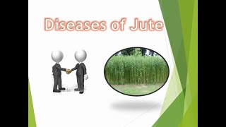 Diseases of Jute and their management  TNAU [upl. by Buckels]