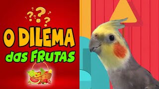 Calopsitas  O dilema das frutas [upl. by Ciccia]