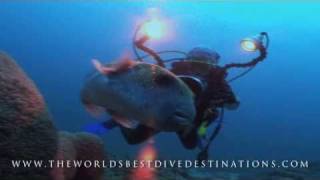 THE WORLDS BEST DIVE DESTINATIONS [upl. by Ailil874]