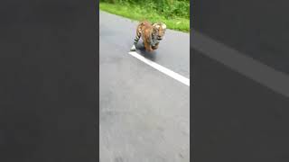 Tiger attack 2 wheelers in wayanad [upl. by Nodla]