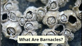 What Are Barnacles [upl. by Ettellocin]