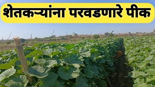 शेतकऱ्यांना परवडणारे पीक High profitable crop [upl. by Ocirled784]