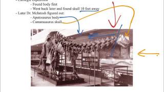 Historical Geology Mesozoic Prosauropods Theropods Sauropods Ornithischians [upl. by Acherman265]