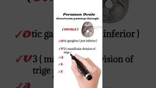 Structures passing through Foramen Ovale  Foramen Ovale anatomy [upl. by Senecal]