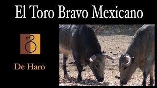 El Toro bravo mexicano De Haro [upl. by Paten]