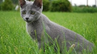 Animal Planet  Cats 101  Russian Blue [upl. by Bordiuk]