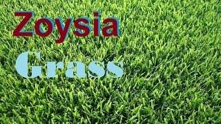 What Grass Is That Zoysia Grass Empire Zoysia Zeon Zoysia Zoysia Lawn [upl. by Andy741]