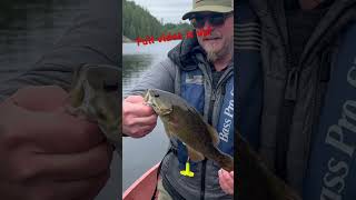 4 day fly fishing trip in Temagami the best food drink amp fishing Canada has to offer Click to watch [upl. by Nuahsor]