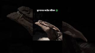 ড্রাগনের কষ্টের জীবন 🐉।। Life of a dragon [upl. by Xerxes]