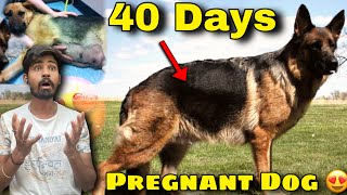 40 days pregnant dog 😍6 weeks pregnant dog l pregnant dog l pet lover surya [upl. by Forest]