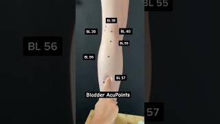 Bladder Acupuncture Points acupuncture [upl. by Annaohj]