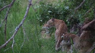 Leopards of MalaMala  Raising Cubs The Lookout female [upl. by Maibach]