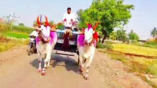 श्री दत्ता हाके  पारगाव तादौंड पुणे  chal sarja chal raja song  bail pola  bail jodi video [upl. by Poll201]