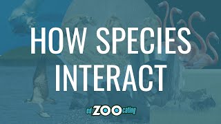 Ecosystem Interactions  How Plants and Animals Interact  EdZOOcating Adventures [upl. by Adnirim]