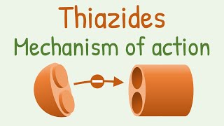 Thiazides mechanism of action [upl. by Hussey]