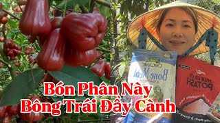 Cách Bón Phân Đất Cho Cây Ăn Trái Mận Trồng Trong Chậu Ra Bông Trái Đầy Cành [upl. by Ahseinaj842]