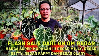 Flash Sale 8 Jan 24 Anthurium Koleksian langsung dari GH Om Regar di Ciwidey😍 [upl. by Dailey]