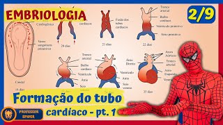 Aula Embriologia  Embriogênese Cardíaca  29 [upl. by Richy]