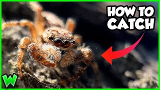 How to Catch Wild Jumping Spiders FULL GUIDE [upl. by Atinniuq]