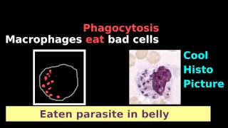 Macrophage Monocyte Dendritic Cell Easy Histology Phagocytosis Antigen [upl. by Elleron]