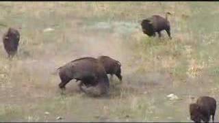 Buffalo Fighting at Wind Cave National Park [upl. by Refeinnej952]