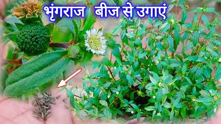 भृंगराज बीज से कैसे उगाए गमले मे । Eclipta Alba Grow from seeds Grow amp Care Eclipta Alba [upl. by Elehcim926]