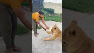 Lions 🦁 fighting food animalemotion lionworld animals lionslover lionfunny bigcat lionlion [upl. by Benia993]