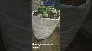 plantimorangos em sacos [upl. by Lecrad]