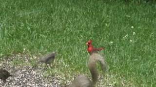 Cardinal feeds juv Cowbird [upl. by Enelez811]