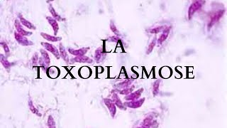 LA TOXOPLASMOSE  parasitologie [upl. by Etnahs368]