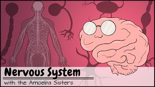 Anatomy amp Physiology Structures of the Nervous System [upl. by Arnold]