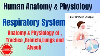 Anatomy amp Physiology of TracheaBronchiLungs and Alveoli I Respiratory System I HAP pharmacynotes [upl. by Ajak]