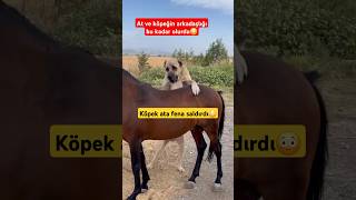 AT VE KANGAL ARKADAŞ OLALIM DERKEN BİANDA ORTALIK KARIŞTI shorts dog short [upl. by Clarance]