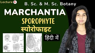 MARCHANTIA  SPOROPHYTE स्पोरोफाइट  Botany [upl. by Walker834]