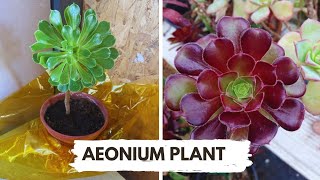 Aeonium plant care easy to propagatewinter growing tips [upl. by Lohrman]