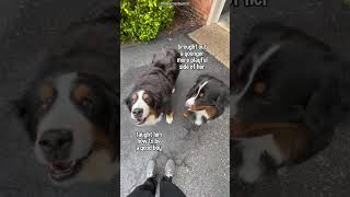 My Two Rescue Bernese Mountain Dogs [upl. by Hux797]