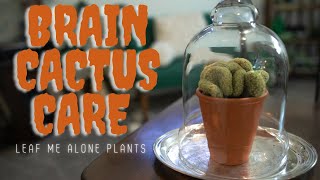 Brain Cactus Mammillaria elongata ‘Cristata Plant Care Guide [upl. by Rosy131]