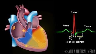 Cardiac Conduction System and Understanding ECG Animation [upl. by Regdor]