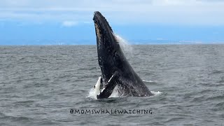 Join us for a whale watch in Monterey California [upl. by Meagan]