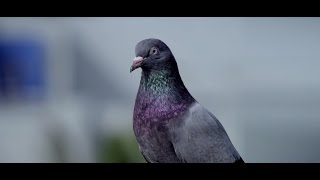 Godrej aer – Pigeon on pollution [upl. by Enrobialc]