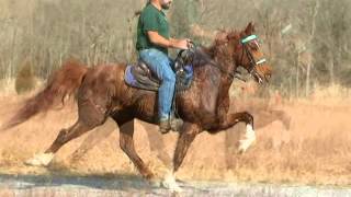 Speed Racking Standardbred Gelding A TOUCH TOO MUCH Dec 2012 [upl. by Tsugua838]