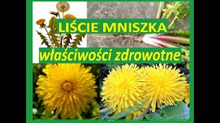 Mniszek lekarski  liście kwiaty korzeń  właściwości zdrowotne [upl. by Eitnom]