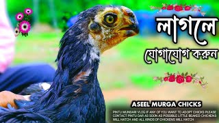 লাগলে যোগাযোগ করুনYou will get all kinds of chicks [upl. by Lig]