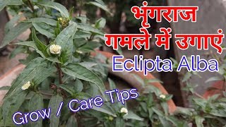 भृंगराज को उगायें गमले में बीज से । Eclipta Alba Grow from seeds Grow amp Care Eclipta Alba [upl. by Samuella476]