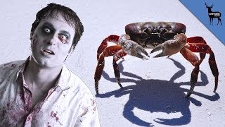 This Parasite Turns Crabs Into Zombies [upl. by Saylor]